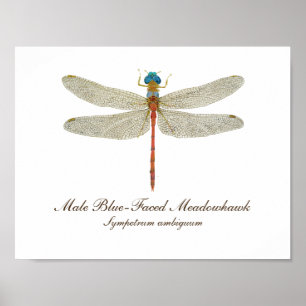 Blåfenad medelvajskara Dragonfly art Poster