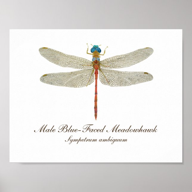 Blåfenad medelvajskara Dragonfly art Poster (Framsidan)