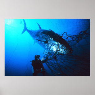 Blåfenad tonfisk fångad i ett nät poster