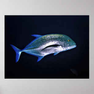 Blåfenad Trevally Poster