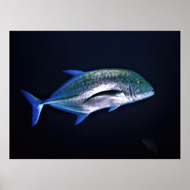 Blåfenad Trevally Poster (Framsidan)