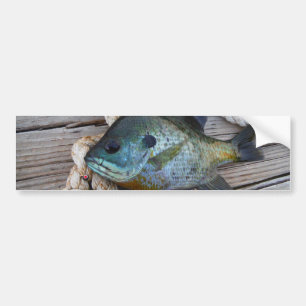 Blåfisk på kaj och rep bildekal