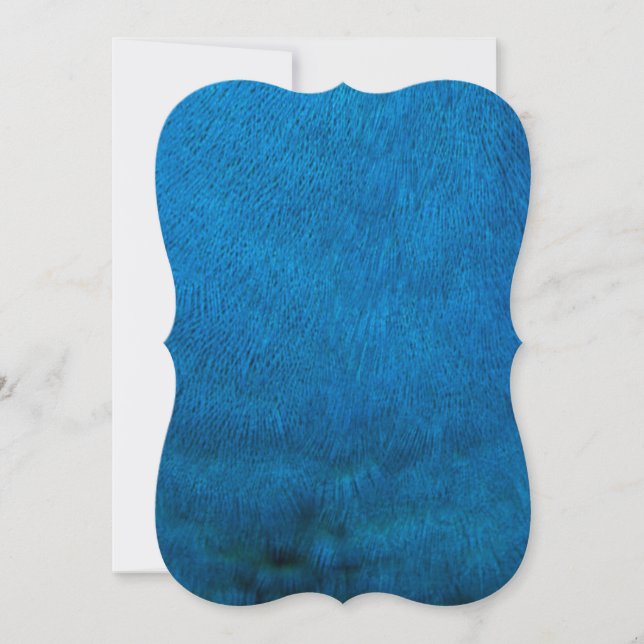 Blåfjädrar (Framsida)