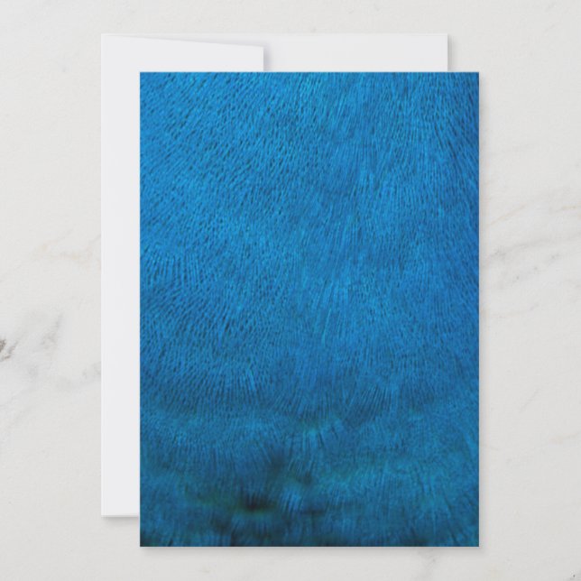 Blåfjädrar (Framsida)