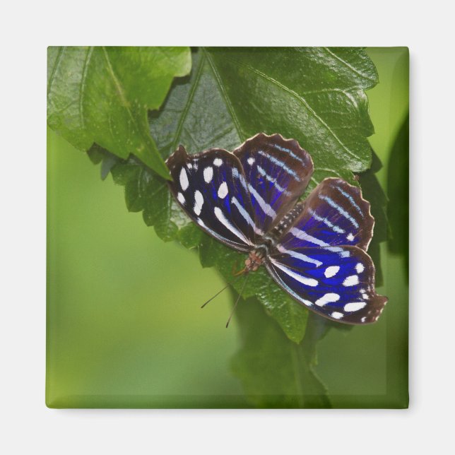 Blåfjärilsmussla från Mexikanska Blue vinge Magnet (Framsidan)