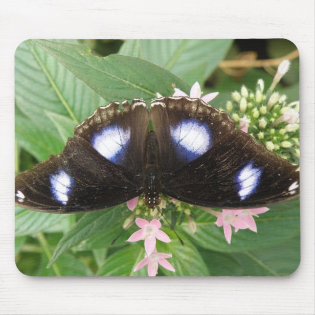 Blåfläckig fjäril Mousepad Musmatta (Framsidan)