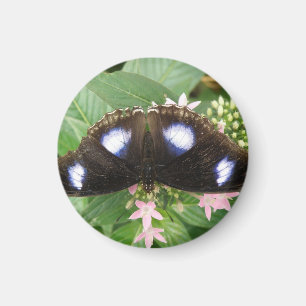 Blåfläckig fjärilsmussla magnet