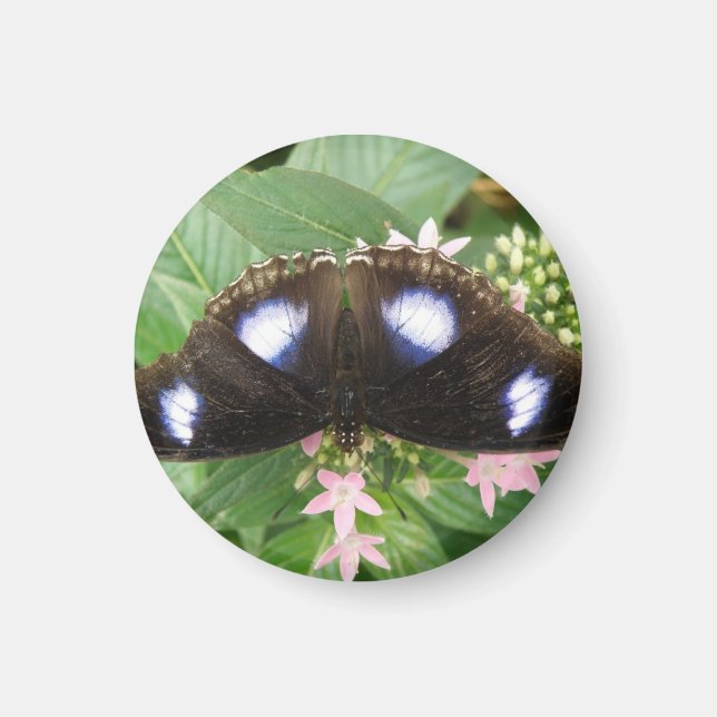 Blåfläckig fjärilsmussla magnet (Framsidan)