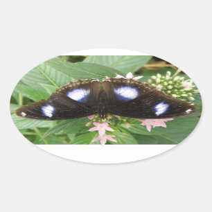 Blåfläckiga fjärilstickers ovalt klistermärke