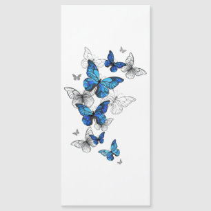 Blåflygande fjärilar Morpho