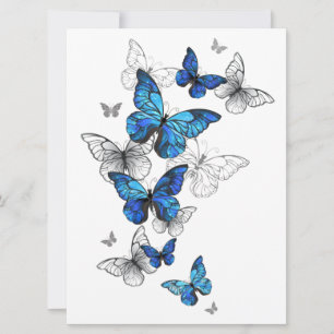 Blåflygande fjärilar Morpho