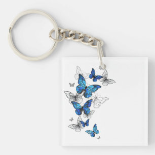 Blåflygande fjärilar Morpho
