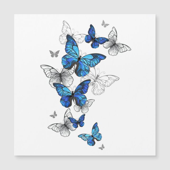 Blåflygande fjärilar Morpho (Framsida)