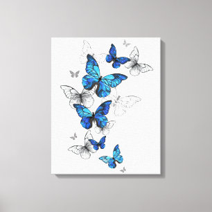Blåflygande fjärilar Morpho Canvastryck