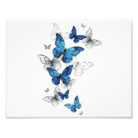 Blåflygande fjärilar Morpho