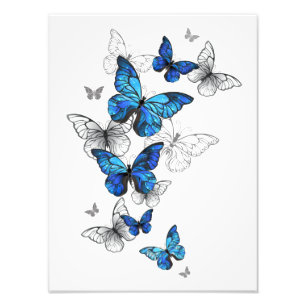 Blåflygande fjärilar Morpho Fototryck