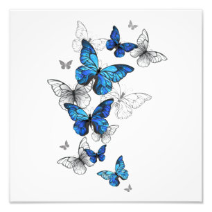 Blåflygande fjärilar Morpho Fototryck