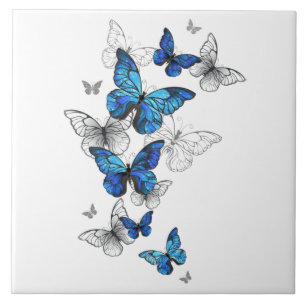 Blåflygande fjärilar Morpho Kakelplatta