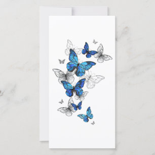 Blåflygande fjärilar Morpho Kort
