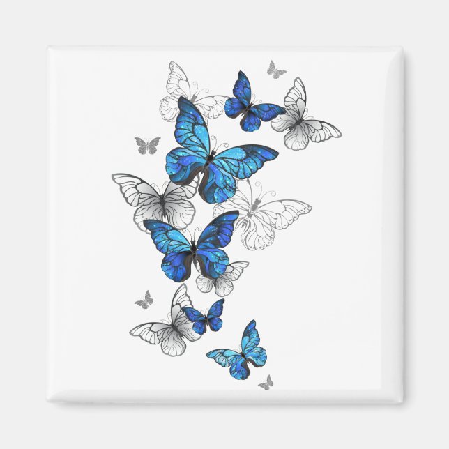 Blåflygande fjärilar Morpho Magnet (Framsidan)