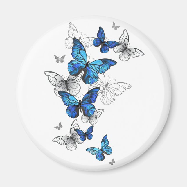 Blåflygande fjärilar Morpho Magnet (Framsidan)