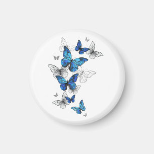 Blåflygande fjärilar Morpho Magnet