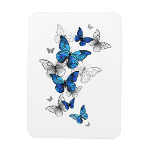 Blåflygande fjärilar Morpho Magnet