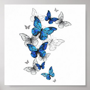Blåflygande fjärilar Morpho Poster