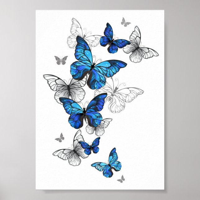 Blåflygande fjärilar Morpho Poster (Framsidan)