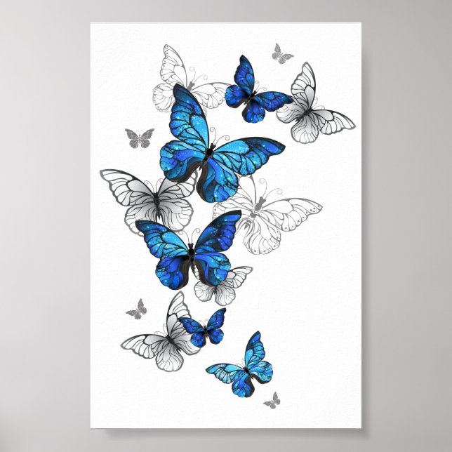 Blåflygande fjärilar Morpho Poster (Framsidan)