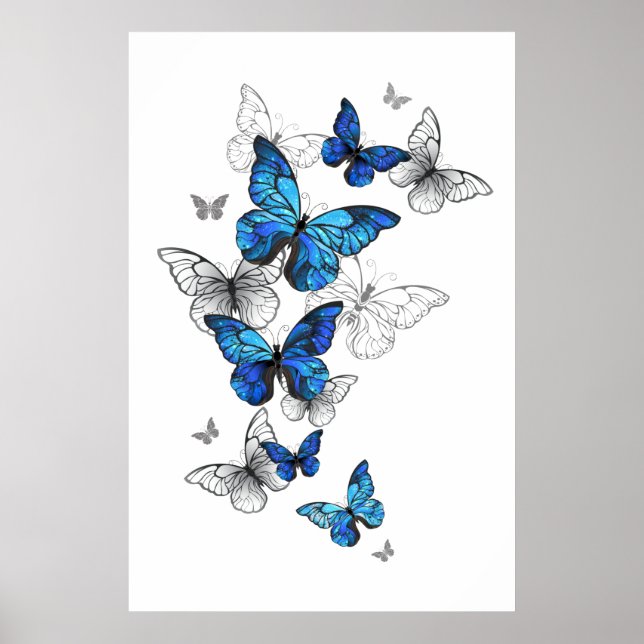 Blåflygande fjärilar Morpho Poster (Framsidan)