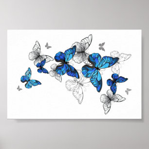 Blåflygande fjärilar Morpho Poster