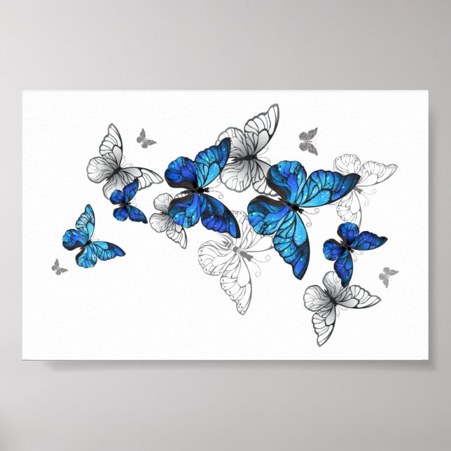 Blåflygande fjärilar Morpho Poster (Framsidan)
