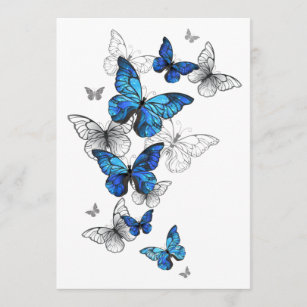 Blåflygande fjärilar Morpho Program