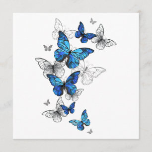 Blåflygande fjärilar Morpho Program