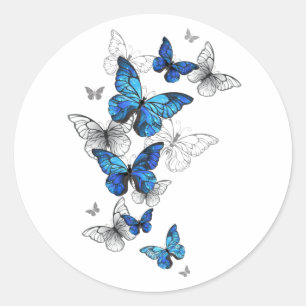 Blåflygande fjärilar Morpho Runt Klistermärke
