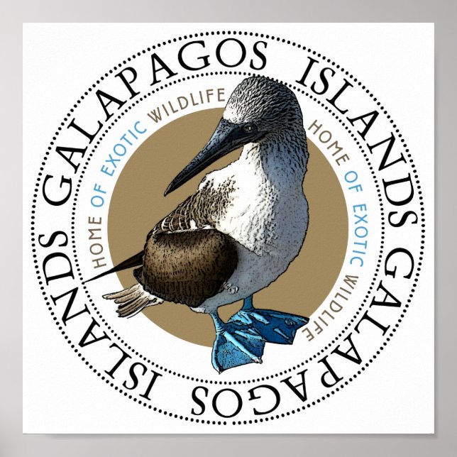 Blåfotad boj poster (Framsidan)