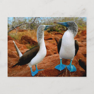 Blåfotad boobies (Sula nebouxii) Vykort