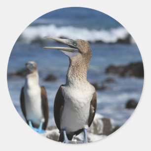 Blåfotade Boobies Galapagos-öarna Runt Klistermärke