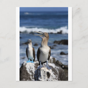 Blåfotade Boobies Galapagos-öarna Vykort