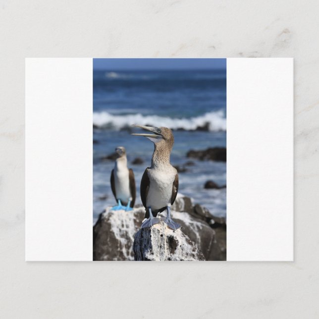 Blåfotade Boobies Galapagos-öarna Vykort (Framsida)