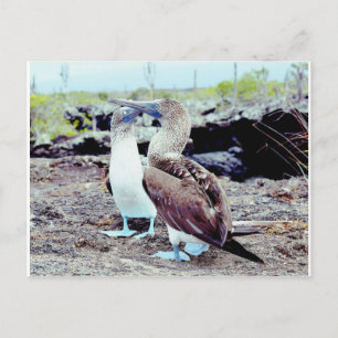 Blåfotade boobies, Galapagosöarna Vykort