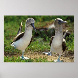 Blåfotade boobies poster