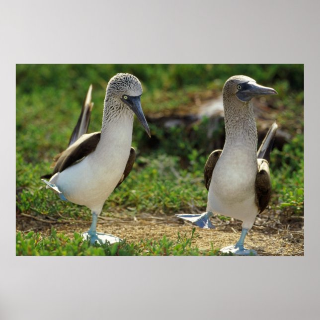 Blåfotade boobies poster (Framsidan)