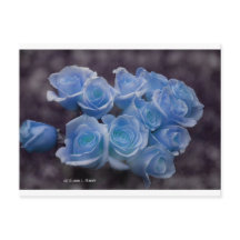 Blåglödande rosor mot mörkens bakgrund