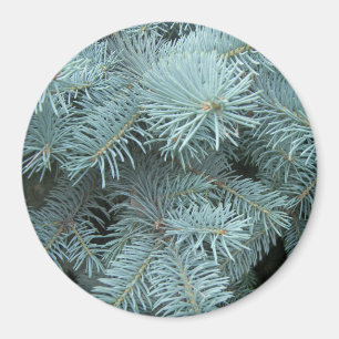 Blågrödspätta, vintergrön träd magnet