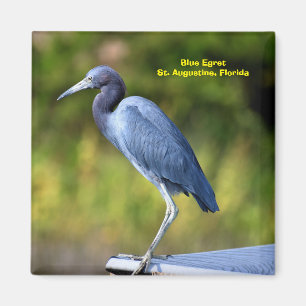 Blågrön bakgrund  magnet