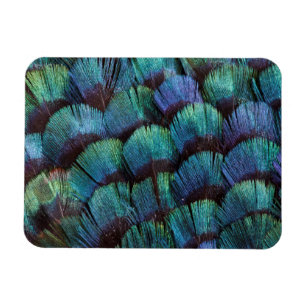 Blågrön fasanfjäderdesign magnet
