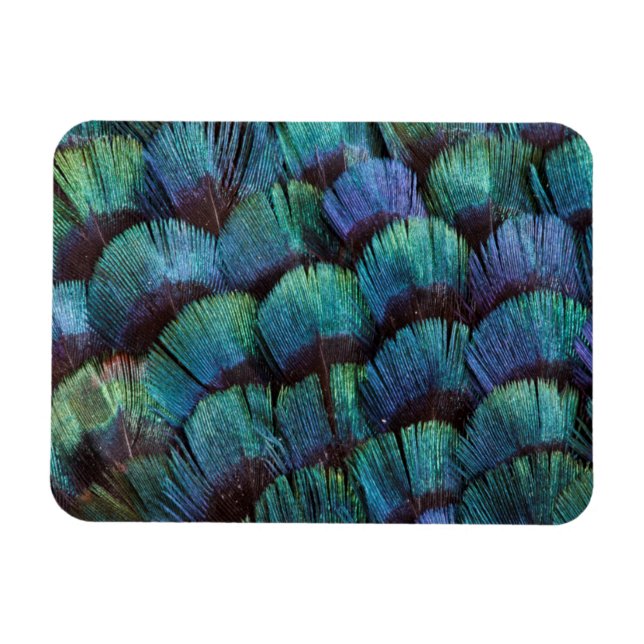Blågrön fasanfjäderdesign magnet (Horisontell)