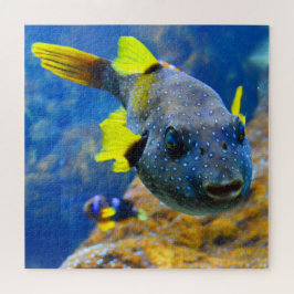 Blåhaj, fenor och fläckiga Gulter Pussel